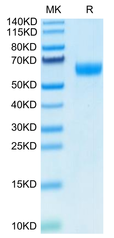 Human Ephrin B2 on Tris-Bis PAGE under reduced condition. The purity is greater than 95%.