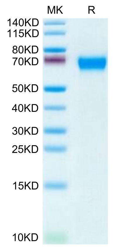 Human CD46 on Tris-Bis PAGE under reduced condition. The purity is greater than 95%.