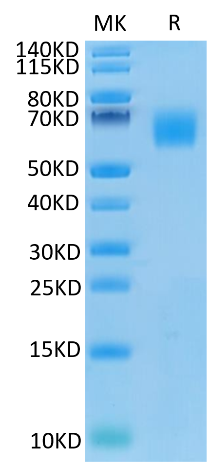 Human CEACAM-8 on Tris-Bis PAGE under reduced condition. The purity is greater than 95%.