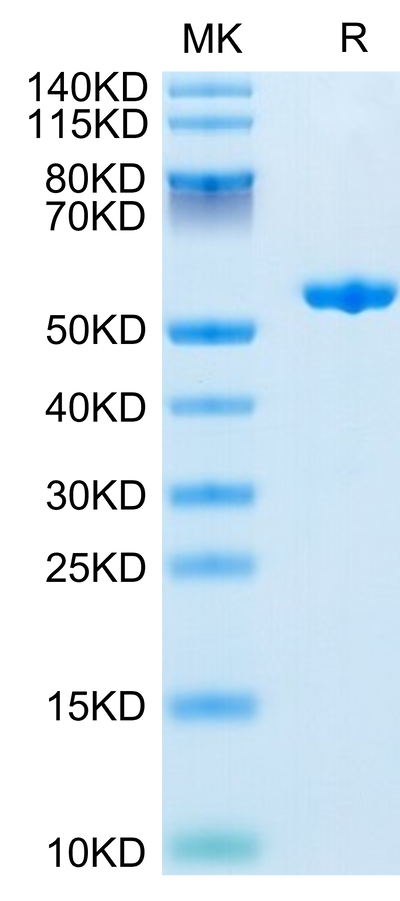 Human Complement Factor D on Tris-Bis PAGE under reduced condition. The purity is greater than 95%.