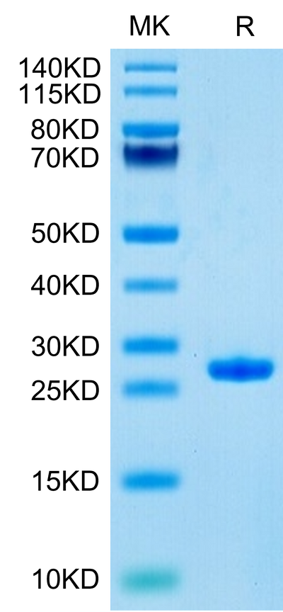 Human Complement Factor D on Tris-Bis PAGE under reduced condition. The purity is greater than 95%.