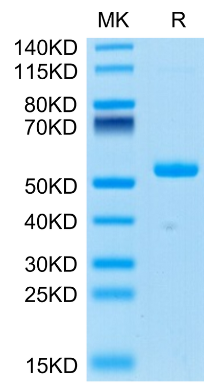 Human Ephrin-A4 on Tris-Bis PAGE under reduced condition. The purity is greater than 95%.