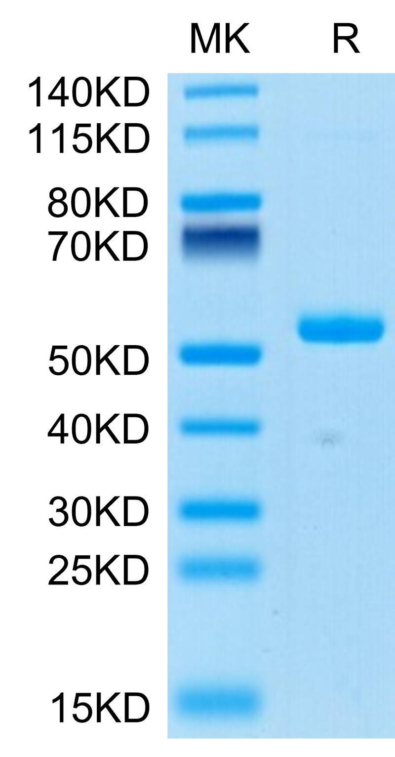 Human Ephrin-A4 on Tris-Bis PAGE under reduced condition. The purity is greater than 95%.