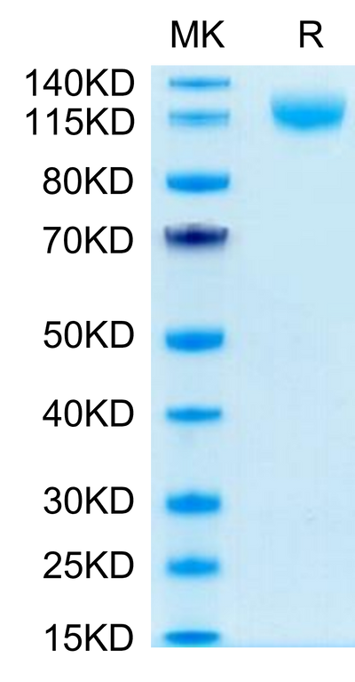 Human VEGF R3 on Tris-Bis PAGE under reduced condition. The purity is greater than 95%.