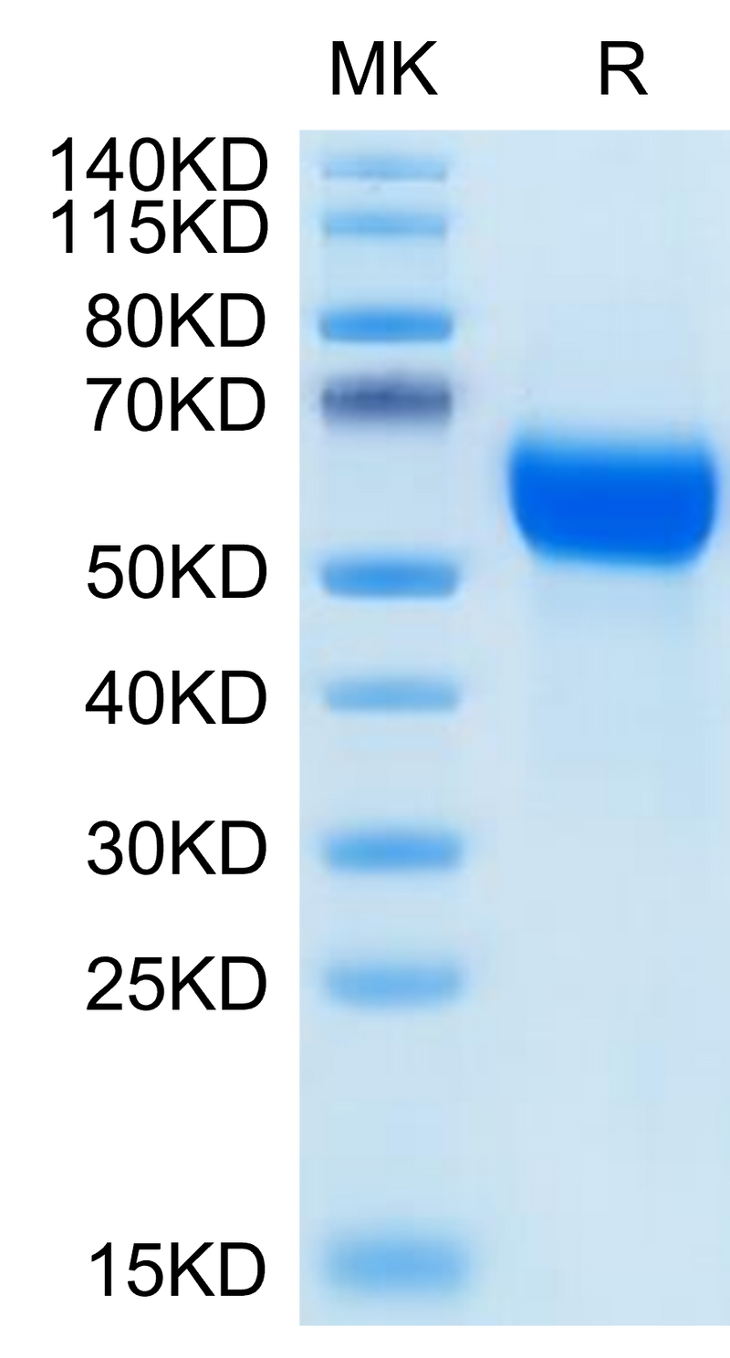 Human GFR alpha 1 on Tris-Bis PAGE under reduced condition. The purity is greater than 95%.