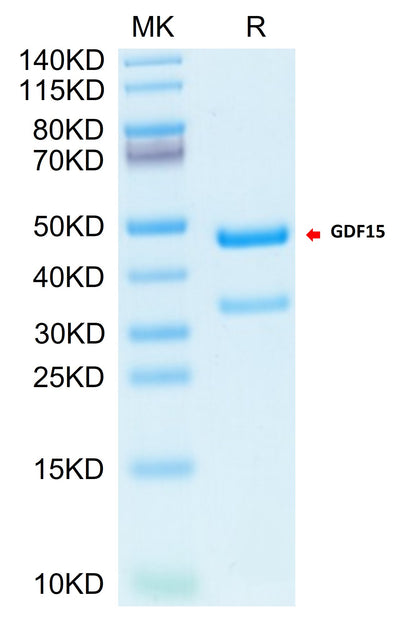 Biotinylated Cynomolgus GDF15 on Tris-Bis PAGE under reduced condition. The purity is greater than 95%.