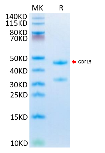 Mouse GDF15 on Tris-Bis PAGE under reduced condition. The purity is greater than 95%.