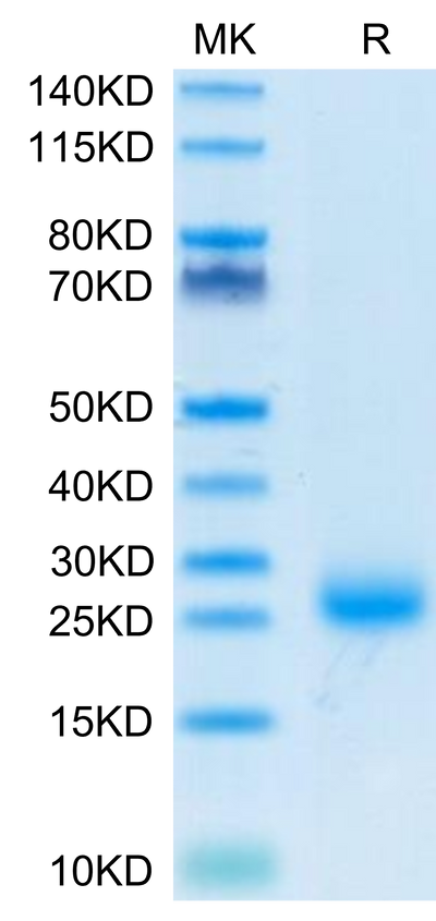 Cynomolgus IL-31 on Tris-Bis PAGE under reduced condition. The purity is greater than 95%.