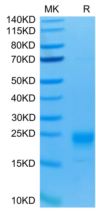 Human IL-5 on Tris-Bis PAGE under reduced condition. The purity is greater than 95%.