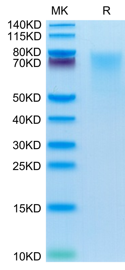 Human BSPII on Tris-Bis PAGE under reduced condition. The purity is greater than 95%.