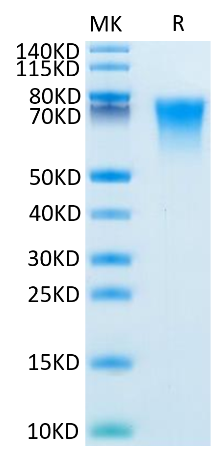 Mouse BSPII on Tris-Bis PAGE under reduced condition. The purity is greater than 95%.