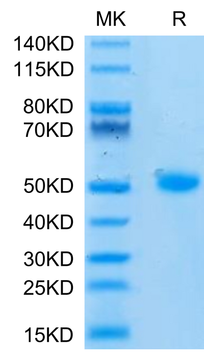 Human CD209 on Tris-Bis PAGE under reduced condition. The purity is greater than 95%.