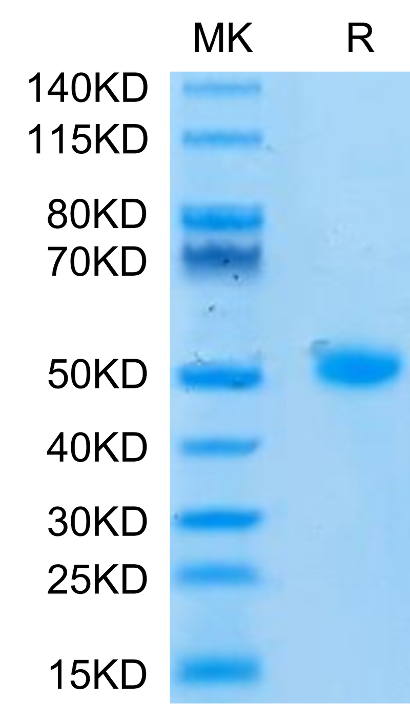 Human CD209 on Tris-Bis PAGE under reduced condition. The purity is greater than 95%.