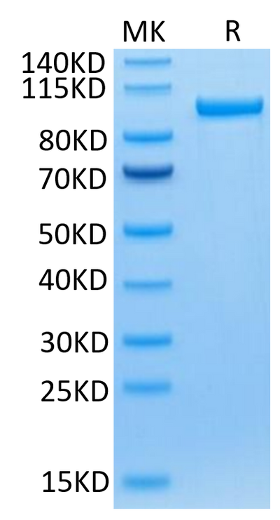 Human Transferrin R on Tris-Bis PAGE under reduced condition. The purity is greater than 95%.