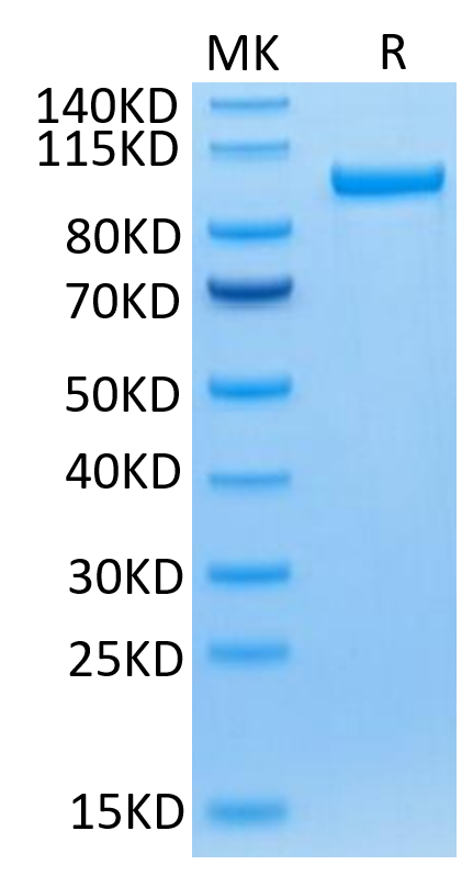 Human Transferrin R on Tris-Bis PAGE under reduced condition. The purity is greater than 95%.