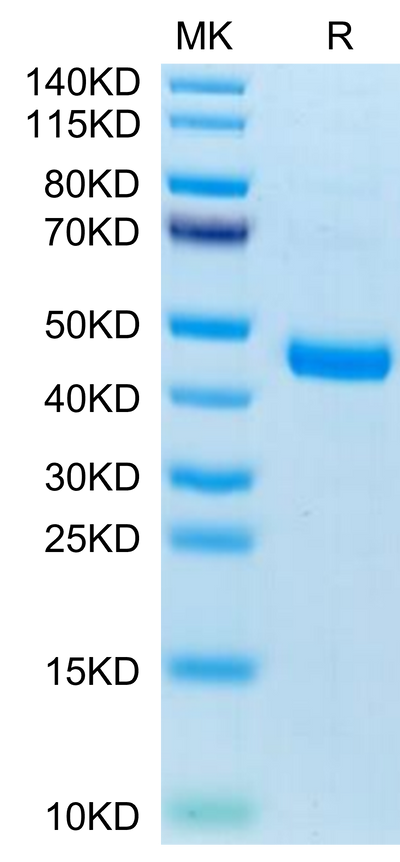 Mouse CXCL13 on Tris-Bis PAGE under reduced condition. The purity is greater than 95%.