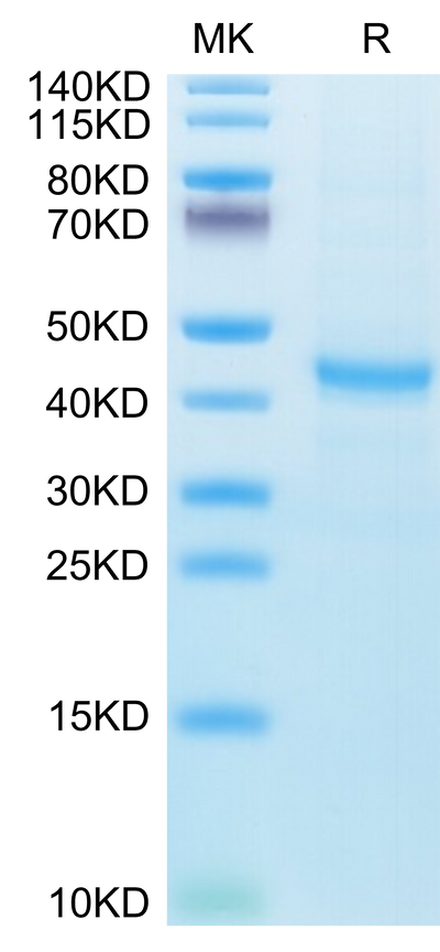 Human CXCL13 on Tris-Bis PAGE under reduced condition. The purity is greater than 95%.