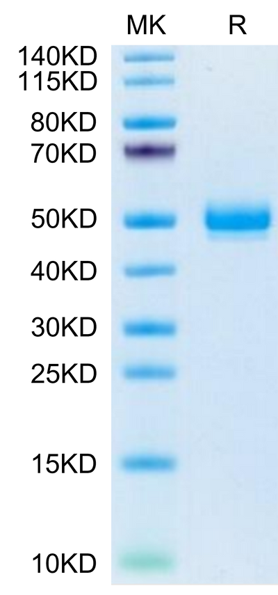 Mouse EPHA5 on Tris-Bis PAGE under reduced condition. The purity is greater than 95%.