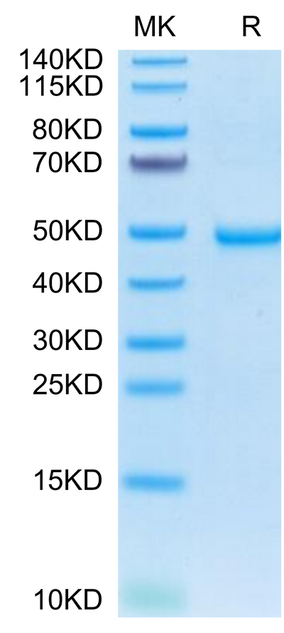 Human-AREG on Tris-Bis PAGE under reduced condition. The purity is greater than 95%.