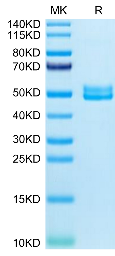 Mouse BST2 on Tris-Bis PAGE under reduced condition. The purity is greater than 95%.