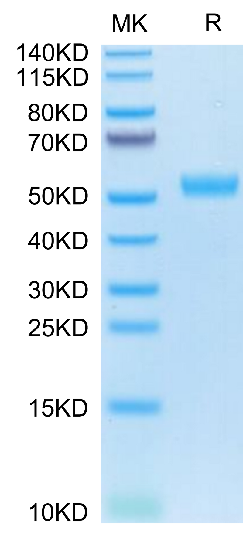 Human BST2 on Tris-Bis PAGE under reduced condition. The purity is greater than 95%.