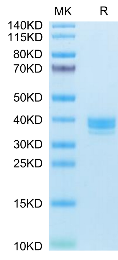 Human APLN on Tris-Bis PAGE under reduced condition. The purity is greater than 95%.