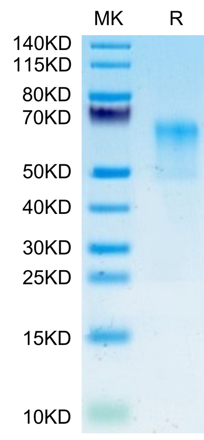 Human GPA on Tris-Bis PAGE under reduced condition. The purity is greater than 95%.