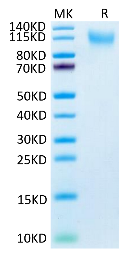 Human CD34 on Tris-Bis PAGE under reduced condition. The purity is greater than 95%.