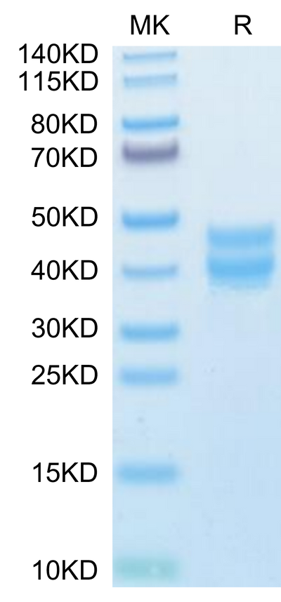 Mouse BST1 on Tris-Bis PAGE under reduced condition. The purity is greater than 95%.