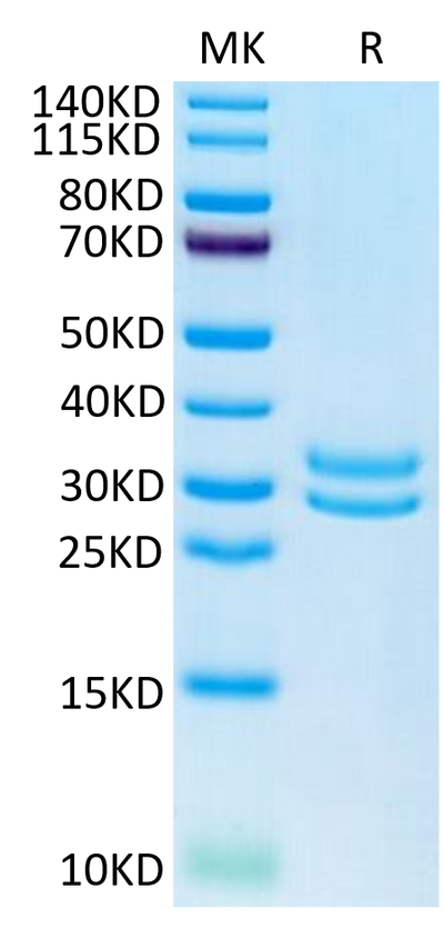 Human JAM-A on Tris-Bis PAGE under reduced condition. The purity is greater than 95%.