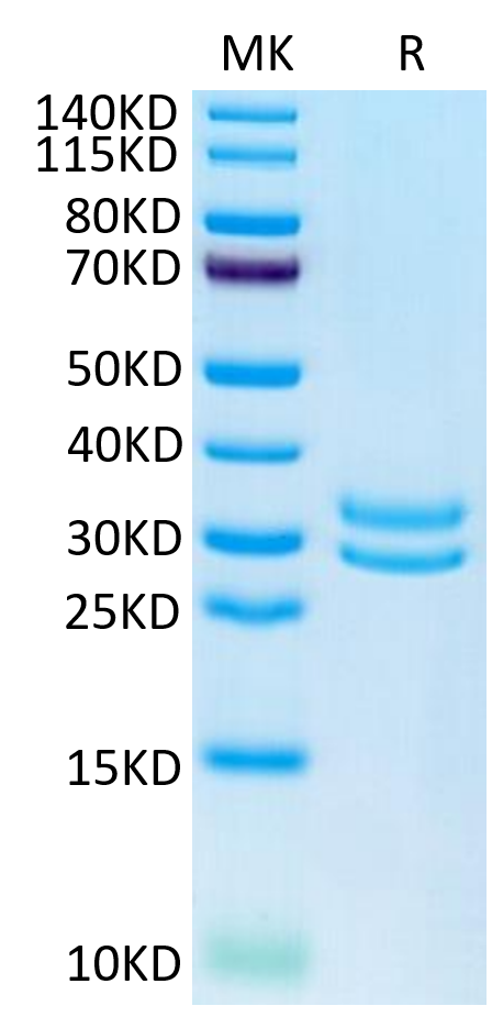 Human JAM-A on Tris-Bis PAGE under reduced condition. The purity is greater than 95%.