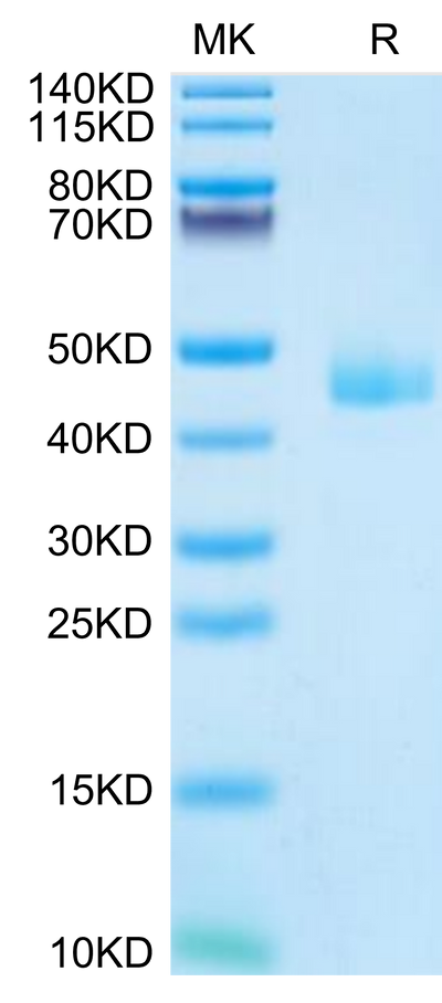 Mouse CCL24 on Tris-Bis PAGE under reduced condition. The purity is greater than 95%.