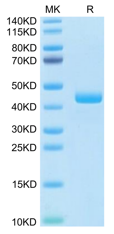 Human CCL24 on Tris-Bis PAGE under reduced condition. The purity is greater than 95%.