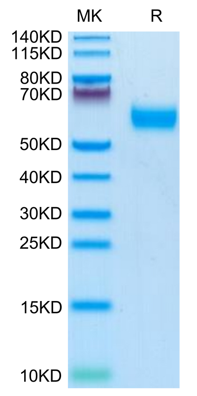 Mouse IL-1R3 on Tris-Bis PAGE under reduced condition. The purity is greater than 95%.