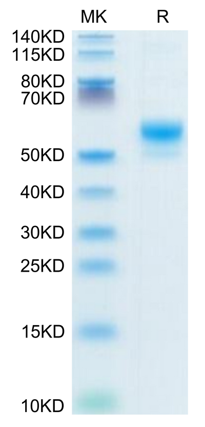 Human CD300LF on Tris-Bis PAGE under reduced condition. The purity is greater than 95%.