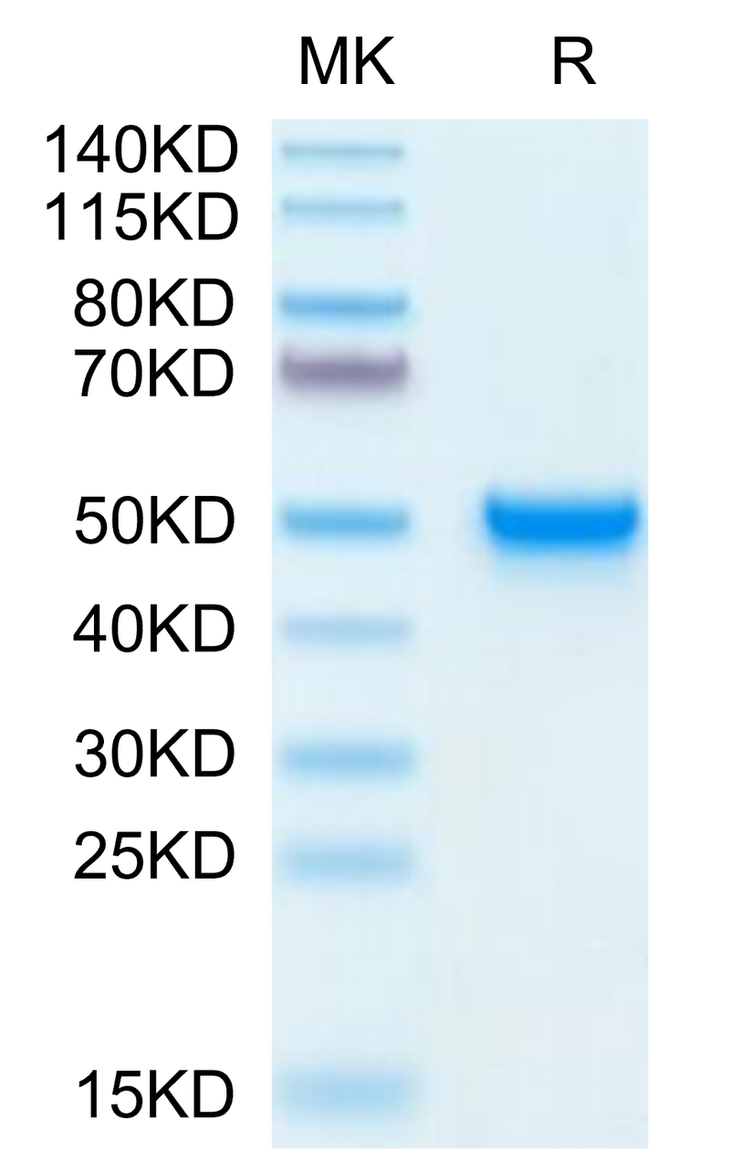 Mouse CD5L on Tris-Bis PAGE under reduced condition. The purity is greater than 95%.