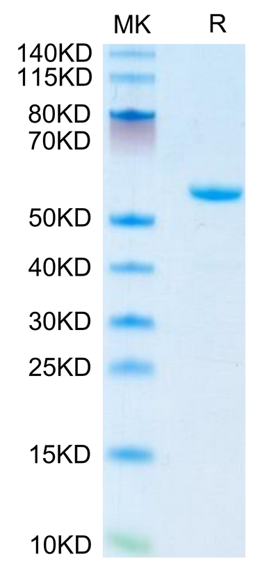 Mouse APOA1 on Tris-Bis PAGE under reduced condition. The purity is greater than 95%.