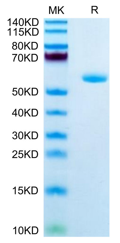 Human APOA1 on Tris-Bis PAGE under reduced condition. The purity is greater than 95%.