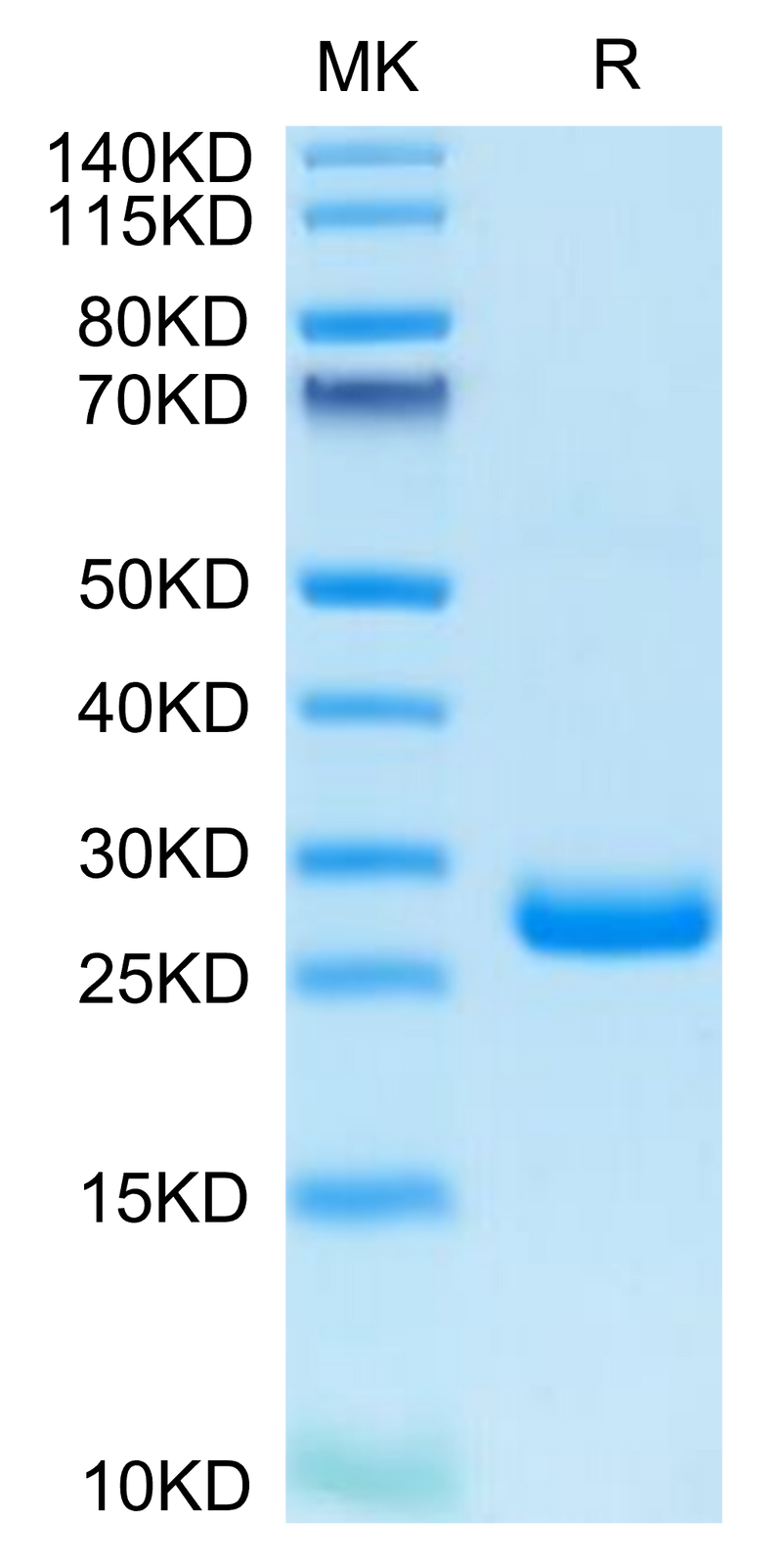 Human BTN3A3/BTF3 on Tris-Bis PAGE under reduced condition. The purity is greater than 95%.