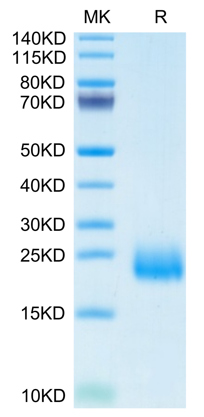 Human CCL24 on Tris-Bis PAGE under reduced condition. The purity is greater than 95%.