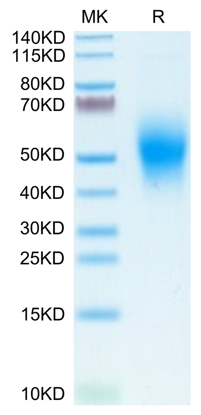 Human CD300A on Tris-Bis PAGE under reduced condition. The purity is greater than 95%.