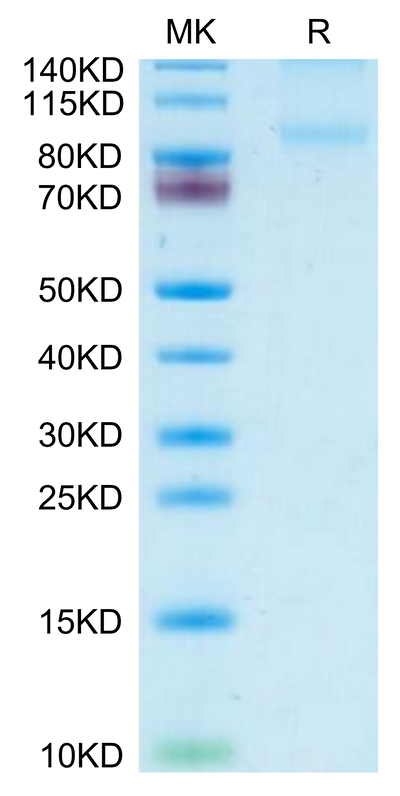 Mouse CD31/PECAM-1 on Tris-Bis PAGE under reduced condition. The purity is greater than 95%.