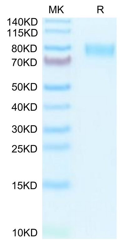 Mouse M-CSF R on Tris-Bis PAGE under reduced condition. The purity is greater than 95%.