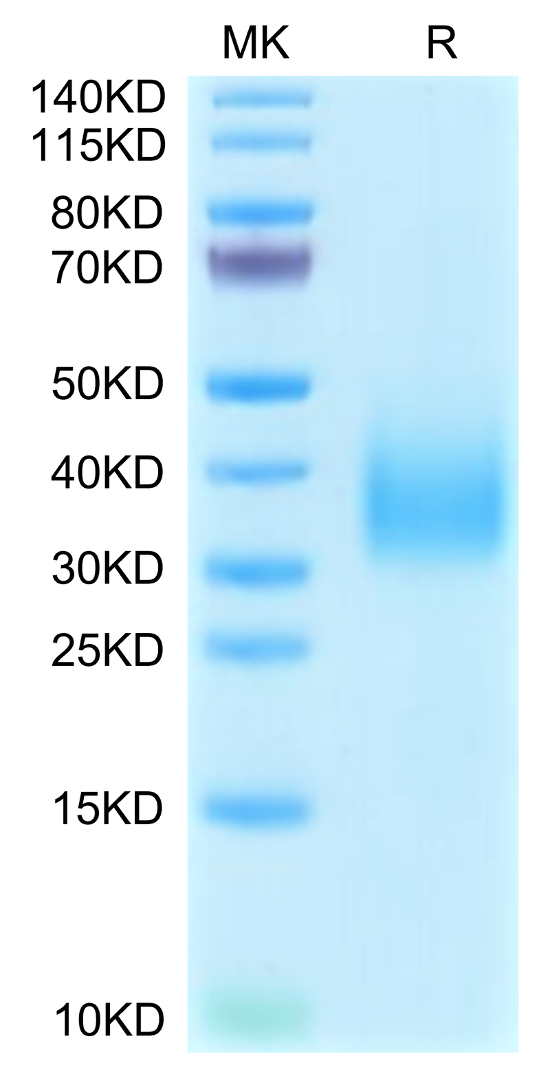 Cynomolgus TREM2 on Tris-Bis PAGE under reduced condition. The purity is greater than 95%.