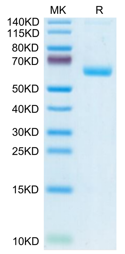 Human CLEC-1 on Tris-Bis PAGE under reduced condition. The purity is greater than 95%.