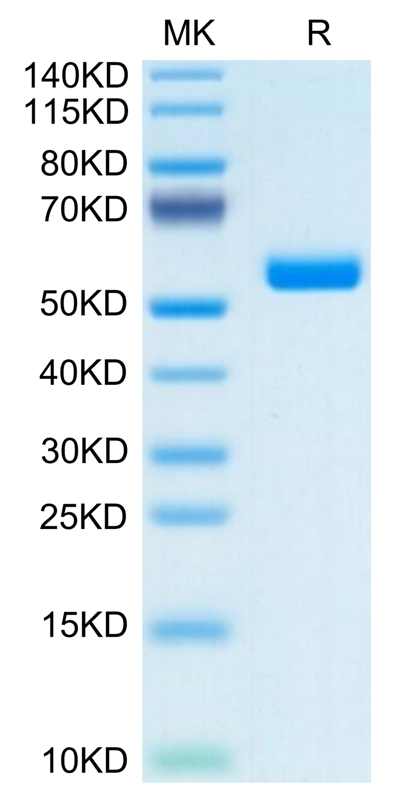 Human FAM3D on Tris-Bis PAGE under reduced condition. The purity is greater than 95%.