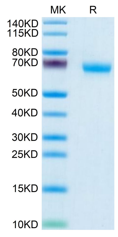 Human NKp46 on Tris-Bis PAGE under reduced condition. The purity is greater than 95%.