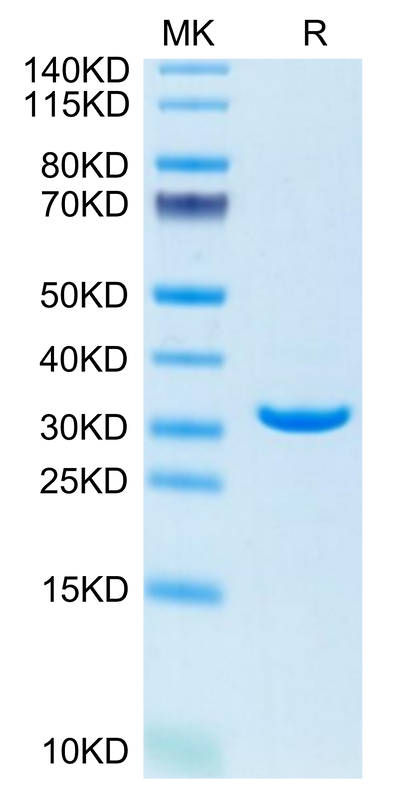 Human Annexin V/ANXA5 on Tris-Bis PAGE under reduced condition. The purity is greater than 95%.