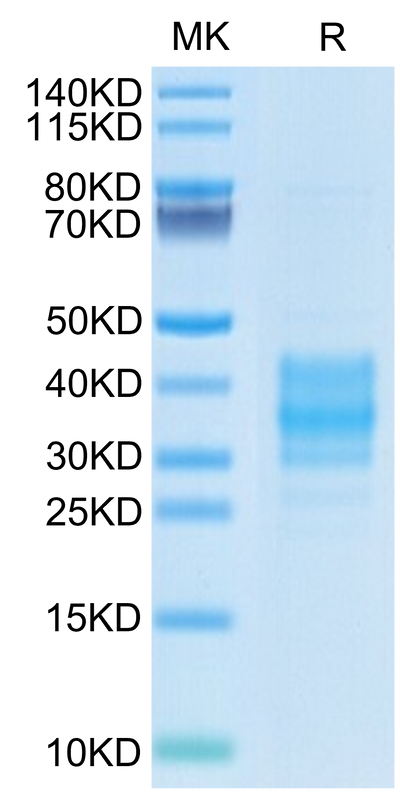 Cynomolgus FOLR2 on Tris-Bis PAGE under reduced condition. The purity is greater than 95%.