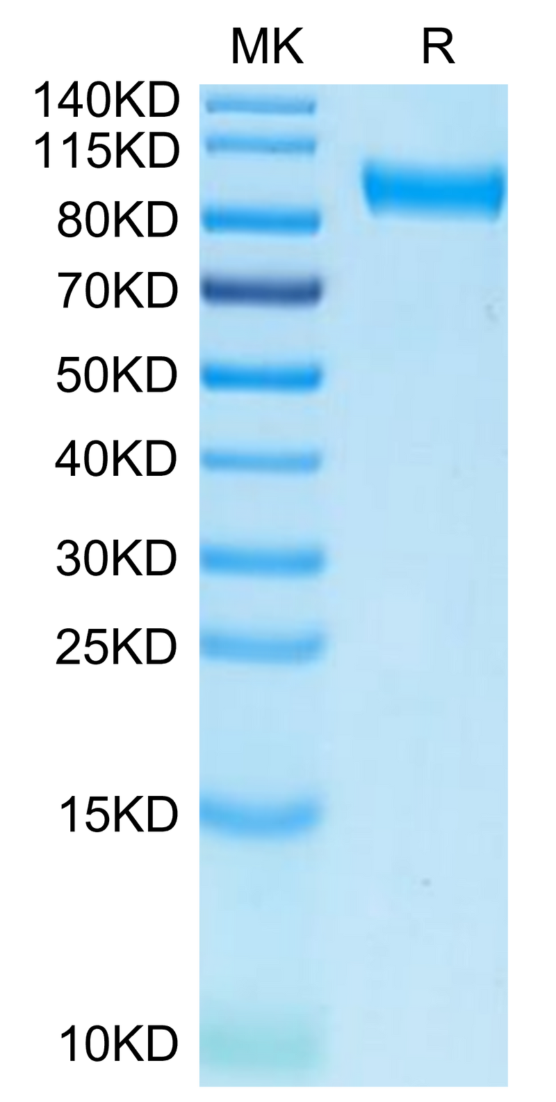 Biotinylated Human Axl on Tris-Bis PAGE under reduced condition. The purity is greater than 95%.